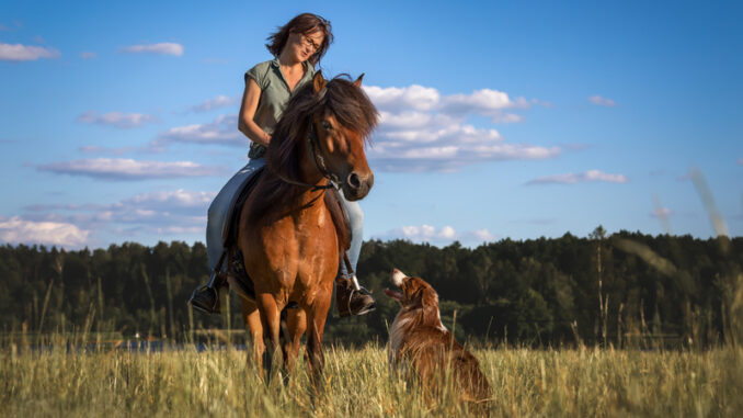 Hallthor und Merlin beim Ausritt. Foto: Frau Knautsch Hallthor und Merlin beim Ausritt. Foto: Frau Knautsch