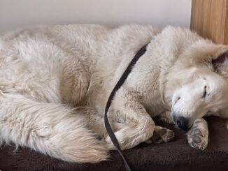 Hundetrainerin Bleib3 Ruhen