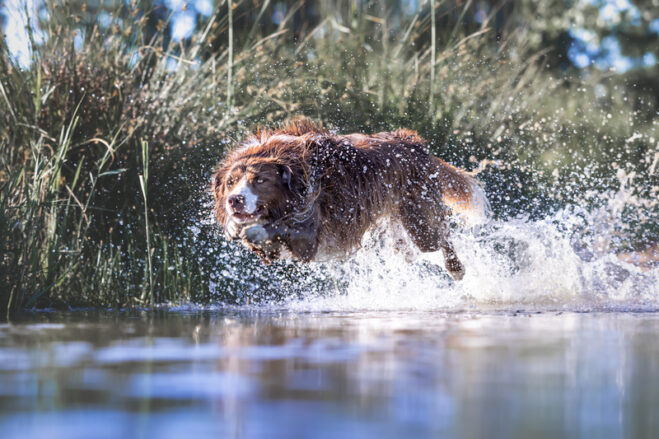 Merlin im Jagdsprung ins Wasser