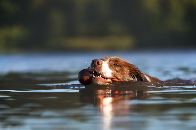 Sitz! - 6 starke Fakten Merlin apportiert ein Dummy aus dem Wasser. Foto: Frau Knautsch