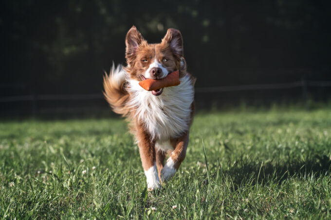 Merlin trägt Dummie