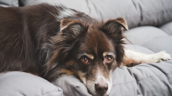 Hundetrainerin