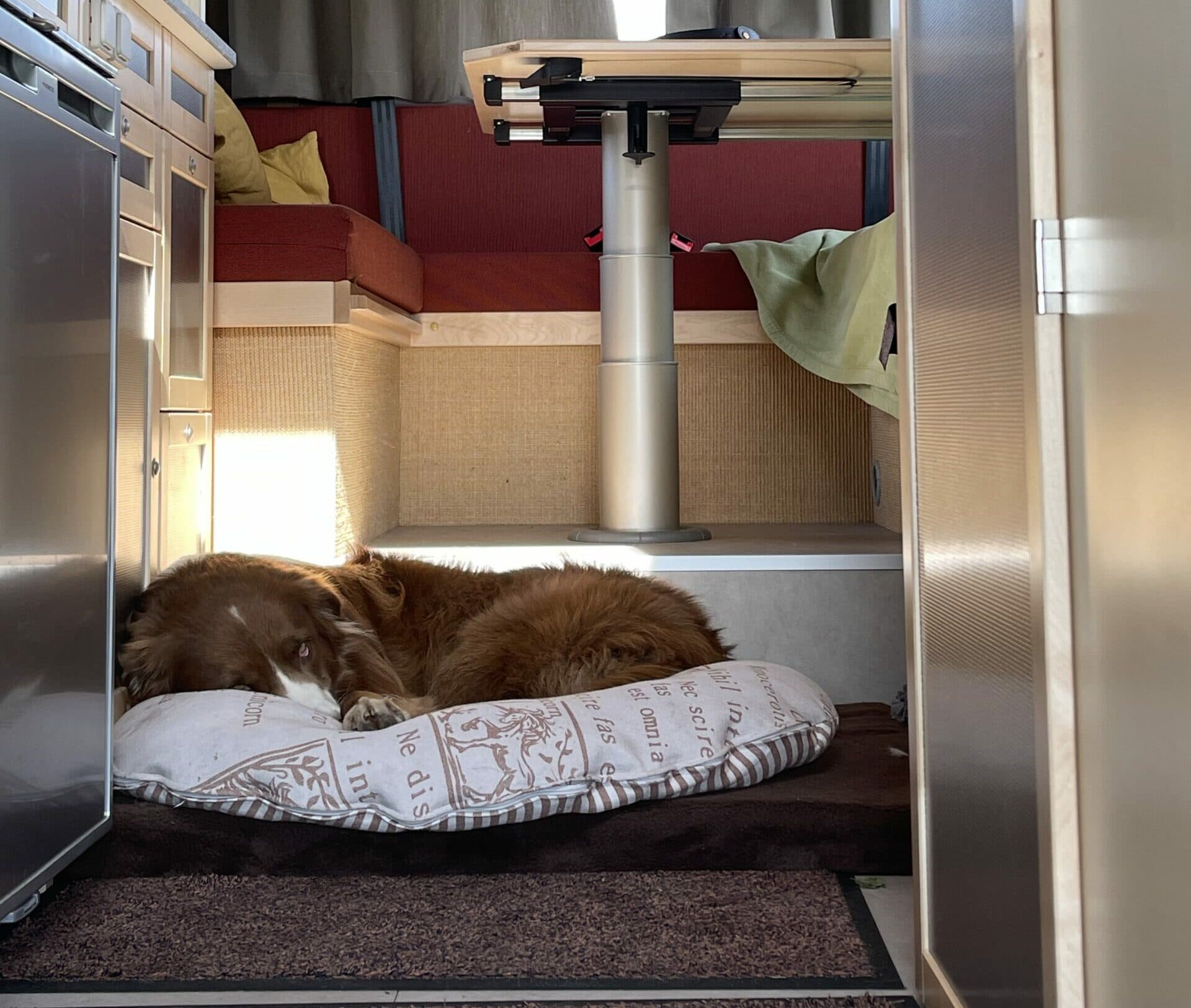 hundebett dreieckig Orthopdisches Hundebett KUDDE mit veganem Wildlederbezug