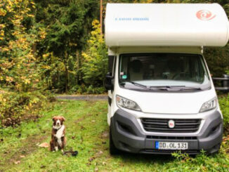 Hund im Wohnmobil