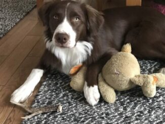 Ist dein Hund schon Stubenrein? - bewährte Tipps Merlin