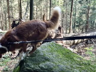 Hund-der-an-der-Leine-zieht