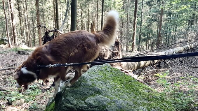 Hund der an der Leine zieht Hund-der-an-der-Leine-zieht