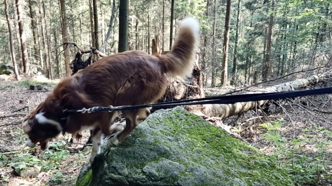 Hund-der-an-der-Leine-zieht