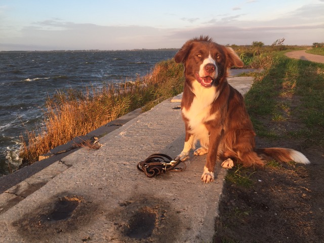 Hund zieht an der Leine? Merlin-Leine-am-Boden
