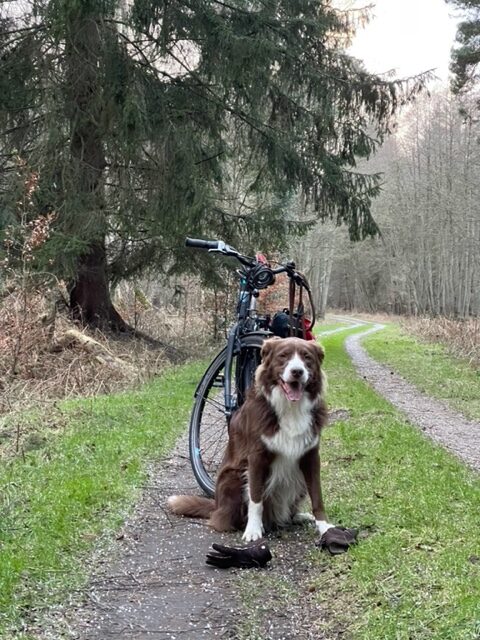 Merlin Radtour Wald