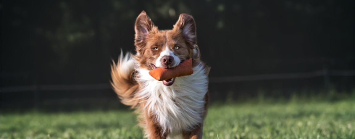 Dresden Hundetraining