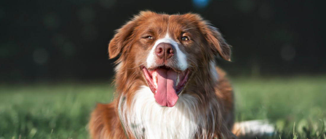 Hund beim Hundetraining in Dresden