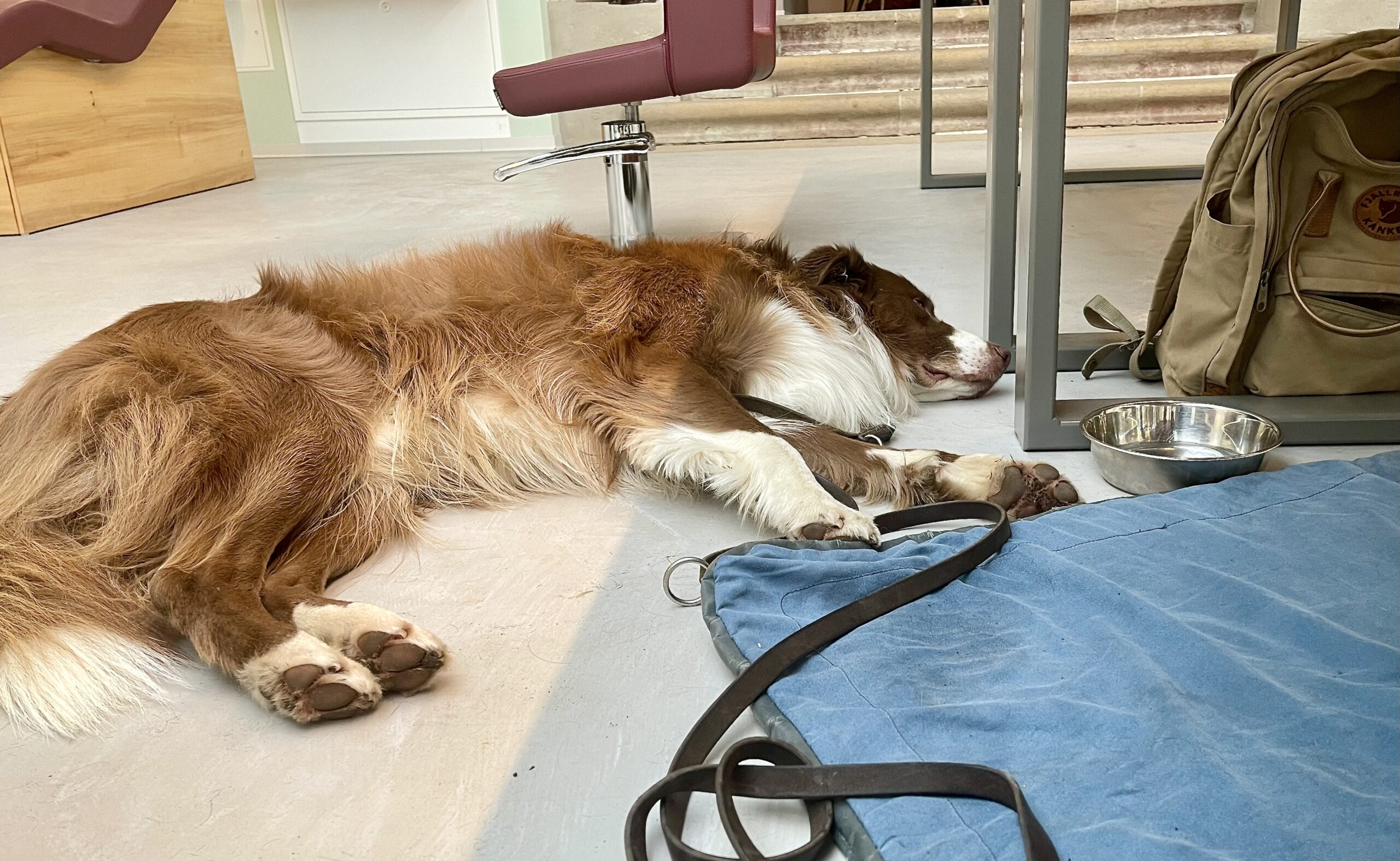 Hundetraining & Hundeschule Hundetraining_Ruheübung beim Frisör